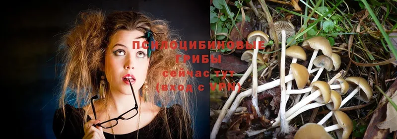 Псилоцибиновые грибы Psilocybe  Углегорск 